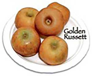 Golden Russet Apple